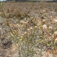 Senecio quadridentatus at Hackett, ACT - 24 Nov 2019