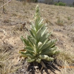 Verbascum thapsus subsp. thapsus (Great Mullein, Aaron's Rod) at Yarramundi Grassland
 - 24 Nov 2019 by AndyRussell