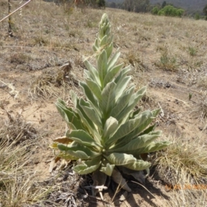 Verbascum thapsus subsp. thapsus at Hackett, ACT - 24 Nov 2019 12:45 PM