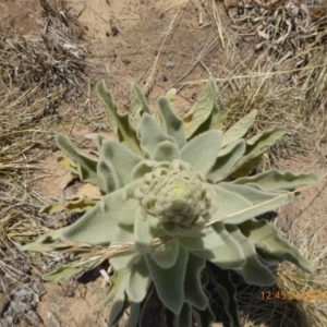 Verbascum thapsus subsp. thapsus at Hackett, ACT - 24 Nov 2019 12:45 PM