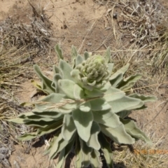 Verbascum thapsus subsp. thapsus at Hackett, ACT - 24 Nov 2019