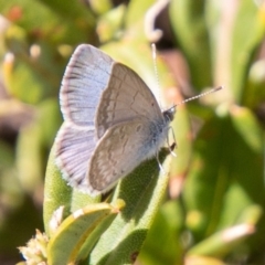 Zizina otis (Common Grass-Blue) at Namadgi National Park - 23 Nov 2019 by SWishart