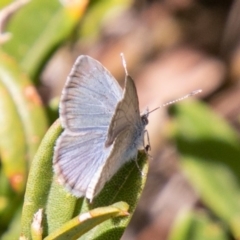 Zizina otis at Cotter River, ACT - 23 Nov 2019 12:06 PM