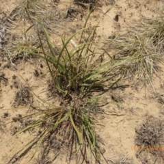 Lomandra multiflora (Many-flowered Matrush) at Hackett, ACT - 24 Nov 2019 by AndyRussell