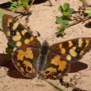 Argynnina cyrila at Cotter River, ACT - 14 Nov 2019