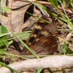 Argynnina cyrila at Cotter River, ACT - 14 Nov 2019