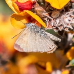 Nacaduba biocellata (Two-spotted Line-Blue) at Cotter River, ACT - 22 Nov 2019 by SWishart