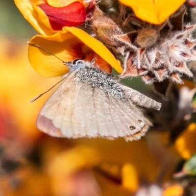 Nacaduba biocellata (Two-spotted Line-Blue) at Cotter River, ACT - 23 Nov 2019 by SWishart