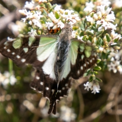 Graphium macleayanum (Macleay's Swallowtail) at Namadgi National Park - 22 Nov 2019 by SWishart