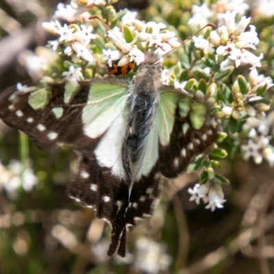 Graphium macleayanum (Macleay's Swallowtail) at Cotter River, ACT - 23 Nov 2019 by SWishart
