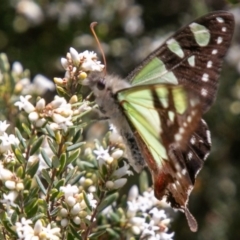 Graphium macleayanum at Cotter River, ACT - 23 Nov 2019 10:28 AM