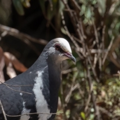 Leucosarcia melanoleuca (Wonga Pigeon) at Namadgi National Park - 24 Nov 2019 by rawshorty