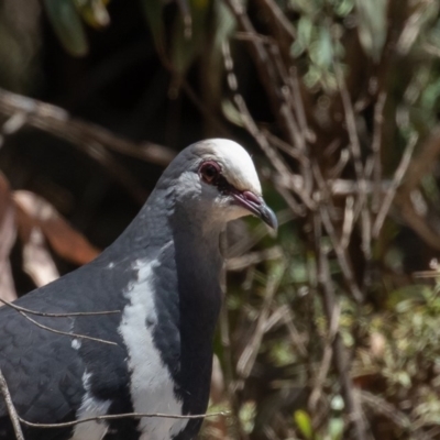 Leucosarcia melanoleuca (Wonga Pigeon) at Cotter River, ACT - 24 Nov 2019 by rawshorty