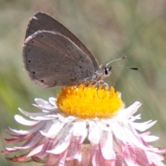 Candalides heathi (Rayed Blue) at Cotter River, ACT - 23 Nov 2019 by SWishart