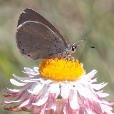 Candalides heathi (Rayed Blue) at Cotter River, ACT - 23 Nov 2019 by SWishart