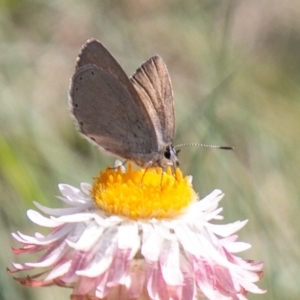 Candalides heathi at Cotter River, ACT - 23 Nov 2019