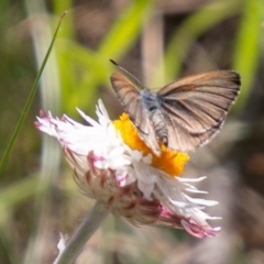 Candalides heathi at Cotter River, ACT - 23 Nov 2019 10:46 AM