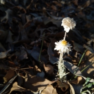 Leucochrysum albicans subsp. tricolor at Watson, ACT - 18 Nov 2019