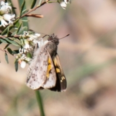 Trapezites phigalioides (Montane Ochre) at Namadgi National Park - 23 Nov 2019 by SWishart