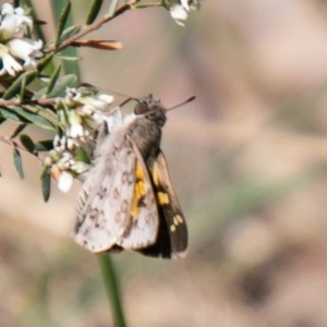 Trapezites phigalioides at Cotter River, ACT - 23 Nov 2019
