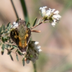 Trapezites phigalioides at Cotter River, ACT - 23 Nov 2019