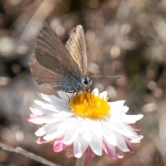 Zizina otis (Common Grass-Blue) at Bimberi Nature Reserve - 23 Nov 2019 by SWishart