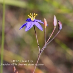 Thelionema caespitosum (Tufted Blue Lily) at Dolphin Point, NSW - 6 Nov 2019 by CharlesDove