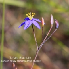 Thelionema caespitosum (Tufted Blue Lily) at Meroo National Park - 7 Nov 2019 by CharlesDove