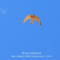 Tachyspiza fasciata (Brown Goshawk) at Dolphin Point, NSW - 7 Nov 2019 by CharlesDove