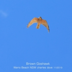 Accipiter fasciatus (Brown Goshawk) at Wairo Beach and Dolphin Point - 6 Nov 2019 by CharlesDove