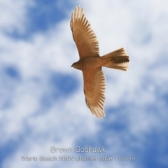 Accipiter fasciatus at Dolphin Point, NSW - 7 Nov 2019