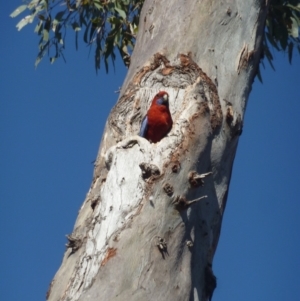 Platycercus elegans at Garran, ACT - 24 Nov 2019 04:37 PM