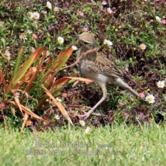 Cincloramphus cruralis (Brown Songlark) at Ulladulla, NSW - 8 Nov 2019 by CharlesDove