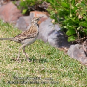 Cincloramphus cruralis at Ulladulla, NSW - 9 Nov 2019 12:00 AM