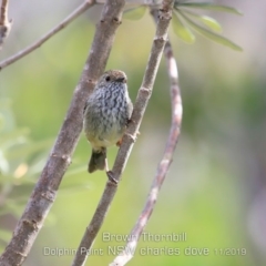 Acanthiza pusilla (Brown Thornbill) at Wairo Beach and Dolphin Point - 6 Nov 2019 by Charles Dove