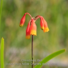 Blandfordia nobilis (Christmas Bells) at Dolphin Point, NSW - 8 Nov 2019 by Charles Dove
