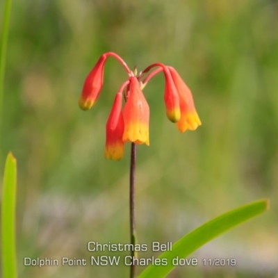 Blandfordia nobilis (Christmas Bells) at Meroo National Park - 9 Nov 2019 by CharlesDove