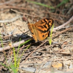 Heteronympha merope (Common Brown Butterfly) at Dolphin Point, NSW - 6 Nov 2019 by Charles Dove