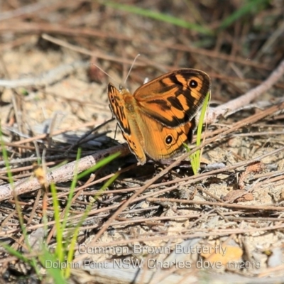 Heteronympha merope (Common Brown Butterfly) at Dolphin Point, NSW - 6 Nov 2019 by Charles Dove