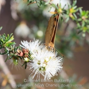 Heteronympha merope at Meroo National Park - 7 Nov 2019