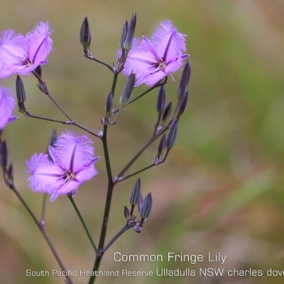 Thysanotus tuberosus subsp. tuberosus (Common Fringe-lily) at South Pacific Heathland Reserve - 5 Nov 2019 by Charles Dove