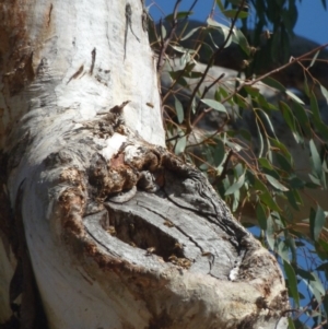 Apis mellifera at Garran, ACT - 24 Nov 2019