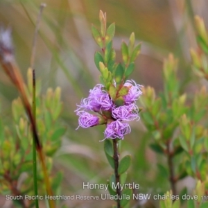 Melaleuca thymifolia at Ulladulla, NSW - 6 Nov 2019