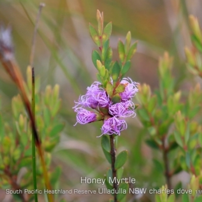 Melaleuca thymifolia (Thyme Honey-myrtle) at South Pacific Heathland Reserve - 5 Nov 2019 by Charles Dove