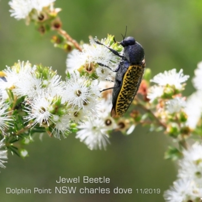 Stigmodera macularia (Macularia jewel beetle) at Wairo Beach and Dolphin Point - 7 Nov 2019 by CharlesDove