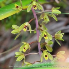 Cymbidium suave (Snake Orchid) at South Pacific Heathland Reserve - 5 Nov 2019 by Charles Dove