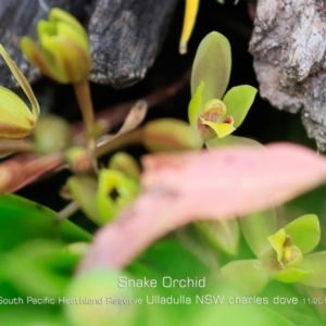 Cymbidium suave at Ulladulla, NSW - 6 Nov 2019