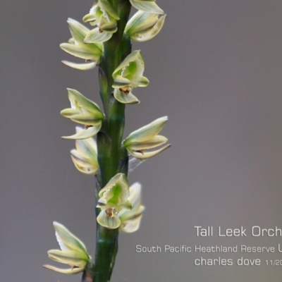 Prasophyllum elatum (Tall Leek Orchid) at South Pacific Heathland Reserve - 6 Nov 2019 by CharlesDove