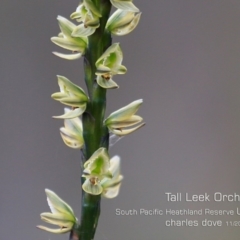 Prasophyllum elatum (Tall Leek Orchid) at South Pacific Heathland Reserve - 5 Nov 2019 by Charles Dove