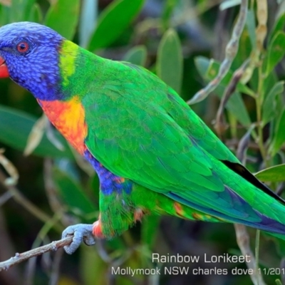 Trichoglossus moluccanus (Rainbow Lorikeet) at Mollymook Beach, NSW - 13 Nov 2019 by Charles Dove